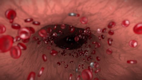 Glóbulos-Rojo-Blanco-Vena-Arteria-Glóbulos-Biología-Ciencia-Médica-Doctor-4k
